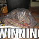Illustration for article titled Cats are Graceful, Right?